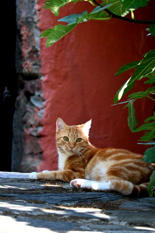 Portrait sauvage
