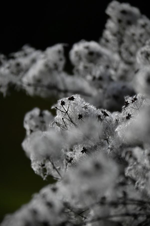 Rochers dans la brume
